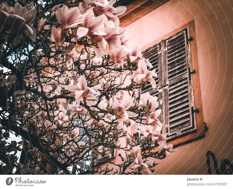 Rosa Magnolien Magnolienbaum rosa Magnolienblüte Pflanze Frühling Blüte Natur schön Magnoliengewächse Baum Blühend Außenaufnahme Farbfoto natürlich Menschenleer