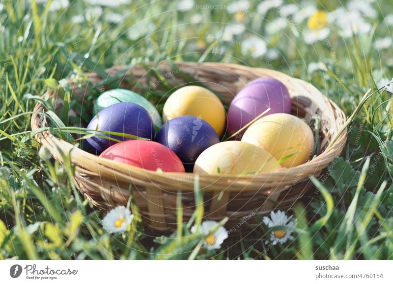 bunte ostereier im körbchen Ostern Eier Ostereier Frühling Feste & Feiern Tradition Dekoration & Verzierung Textfreiraum gefärbt Gras Gänseblümchen