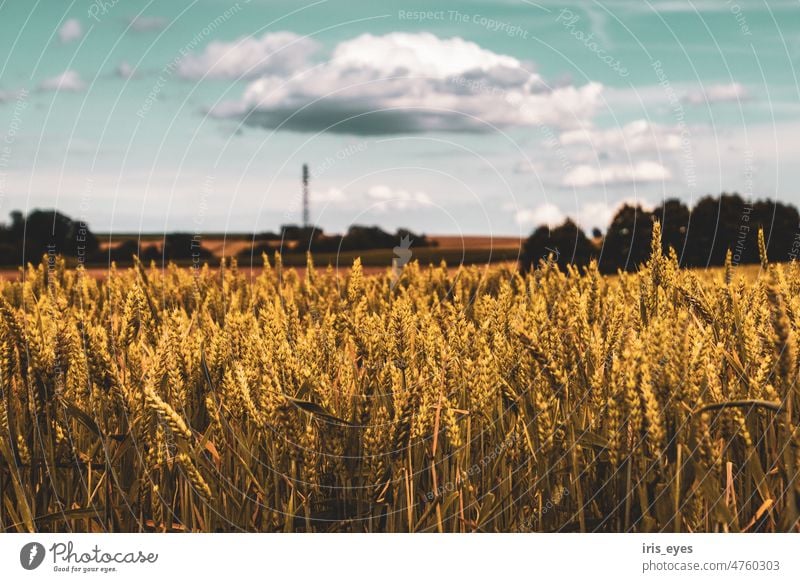 Sommerlandschaft Getreide Getreidefeld Landschaft Feld Landwirtschaft Kornfeld Nutzpflanze Ähren Ernährung Natur Pflanze Außenaufnahme Lebensmittel Wachstum