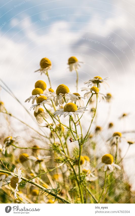 Kamille im Sommer Himmel Pflanze weiß gelb Blume Natur Blüte Kamillenblüten Farbfoto grün Schwache Tiefenschärfe Wildpflanze Umwelt natürlich Blühend