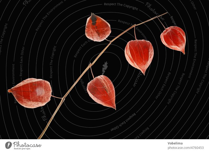 Lampionblumen vor schwarzem Hintergrund Alkaloide Judenkirche Nachtschattengewaechs Orange Physalis Physalis alkekengi Solanaceae blasenkirsche bunt herbst