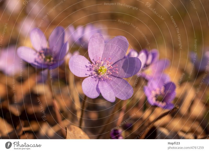 Leberblümchen am Wegesrand Blume Pflanze Natur Frühling Farbfoto Blüte Außenaufnahme Schwache Tiefenschärfe Tag Menschenleer Makroaufnahme Blühend Nahaufnahme