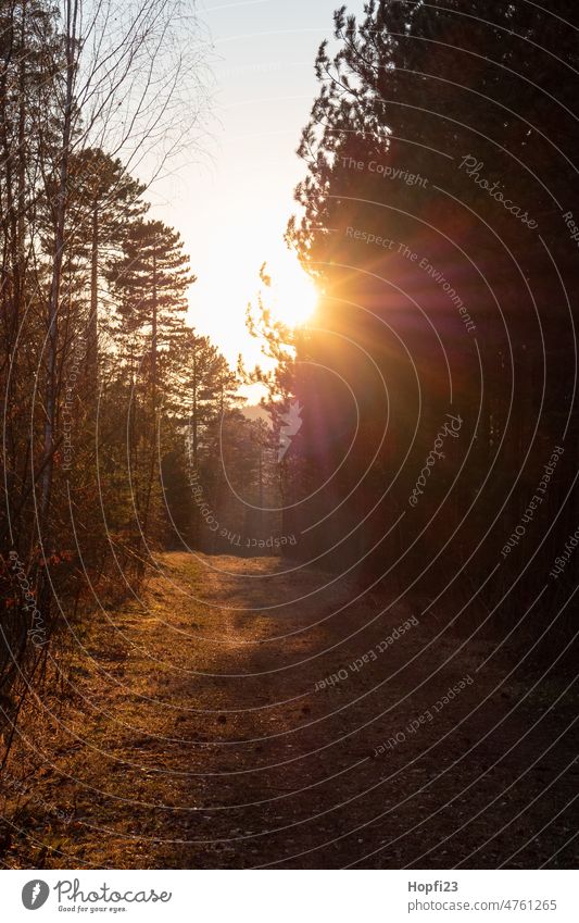 Landschaft bei Sonnenuntergang Natur Sonnenlicht Wege & Pfade aus Außenaufnahme Menschenleer Farbfoto Baum Wald Straße Licht Windstille Schatten Jahreszeiten