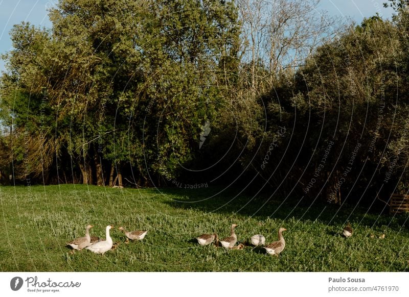 Gänseherde auf dem Feld Hausgans Schwarm Vogelschwarm Bauernhof Tiergruppe Außenaufnahme frei Zugvogel Freiheit fliegen Bewegung Zugvögel Umwelt Natur Himmel