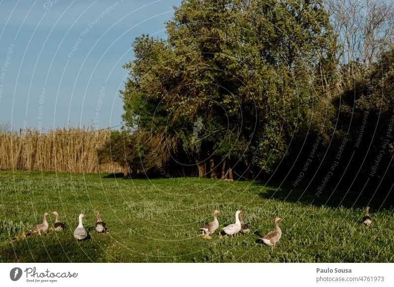 Gänseherde auf dem Feld Hausgans Schwarm Vogelschwarm Bauernhof Tiergruppe Außenaufnahme frei Zugvogel Freiheit fliegen Bewegung Zugvögel Umwelt Natur Himmel