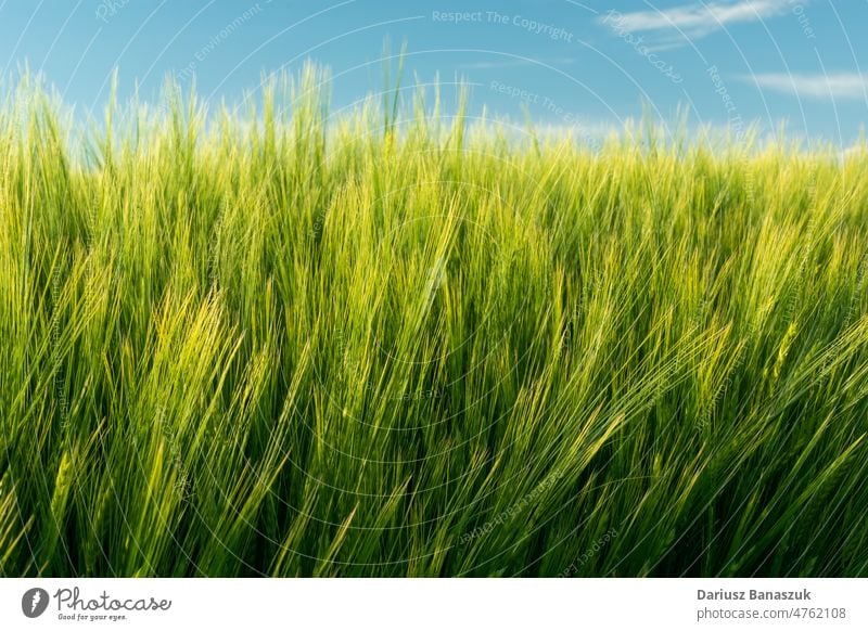 Gelbgrüne Gerstenkornähren und blauer Himmel Korn Müsli Feld gelb Ohr Ernte Natur Ackerbau Bauernhof Pflanze Saison Wachstum ländlich Landschaft Sommer Samen