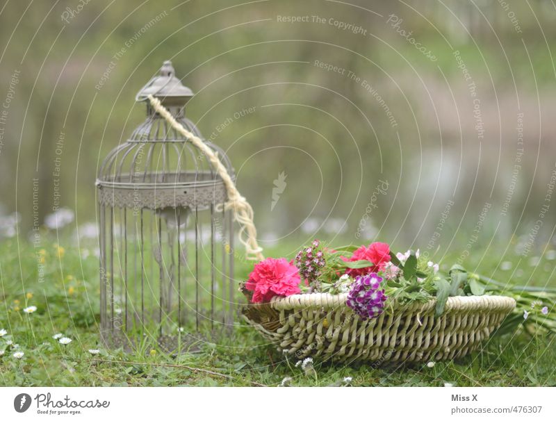 Still auf der Wiese Häusliches Leben Garten Dekoration & Verzierung Frühling Sommer Blume Blühend Stimmung Verliebtheit Romantik Käfig Teelichtständer Korb