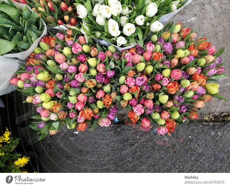 Frische Bunte Tulpen im Frühling bei Regenwetter vor einem Blumenladen in der Braubachstraße in Frankfurt am Main in Hessen Tulipa Liliaceae Liliengewächs Blüte