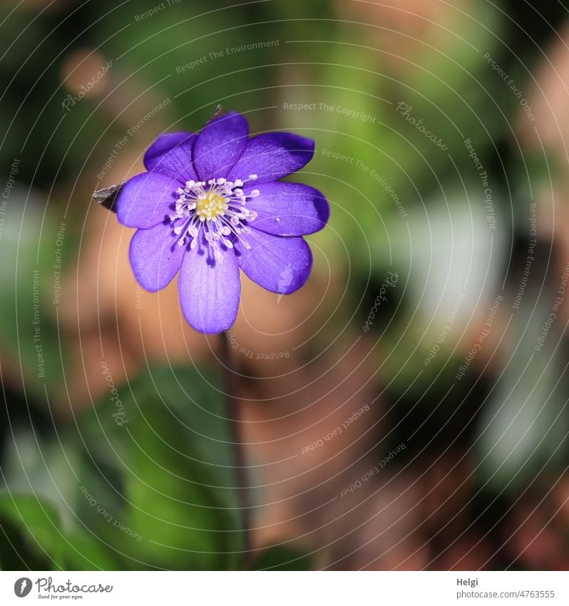 Leberblümchen am Waldboden im Sonnenlicht Hepatica nobilis Hahnenfußgewächs Buchenwald Vorfrühling Februar Pflanze Blume Blüte blühen Außenaufnahme Nahaufnahme