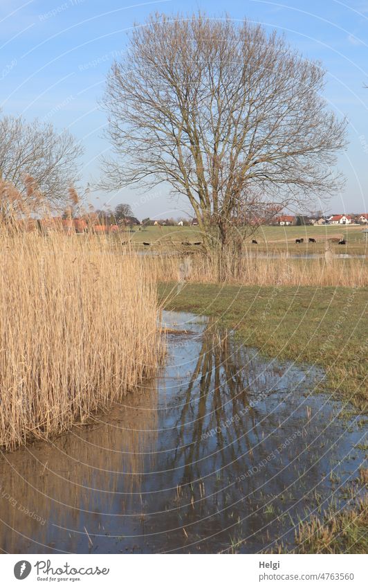 Biotop - Wassertümpel mit Schilf und kahlem Baum mit Spiegelung im Wasser. Im Hintergrund schwarze Rinder auf der Weide und Häuser eines Dorfes Tümpel