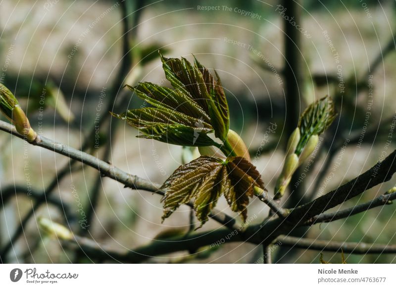 Knospen im Frühling Buche Baum Sommer Jahreszeiten Äste Zweige Lieblingsbild Foto Digital Natur Blätter Pflanze Wald Herbst Draußen Blatt Bäume Landschaft