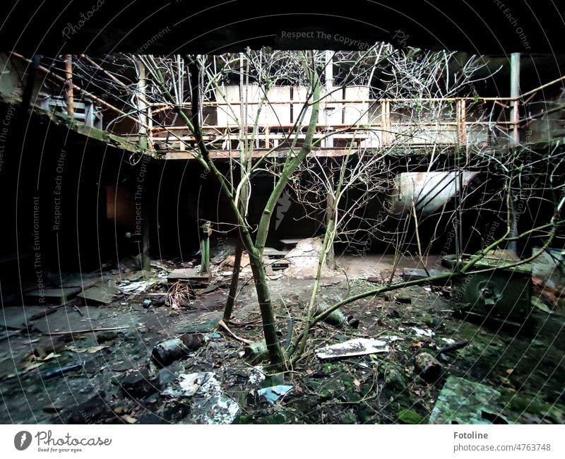 Eroberungszug der Natur - In der Halle einer alten, lange verlassenen Fabrik, wächst ein Baum und auch Moos breitet sich aus. Überall liegt Schutt. lost places