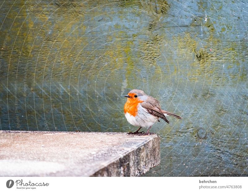 federball Garten niedlich Vögel füttern Umwelt Rotkehlchen Jahreszeiten hübsch Tierliebe Außenaufnahme Vogel Farbfoto Natur Feder Singvögel Menschenleer