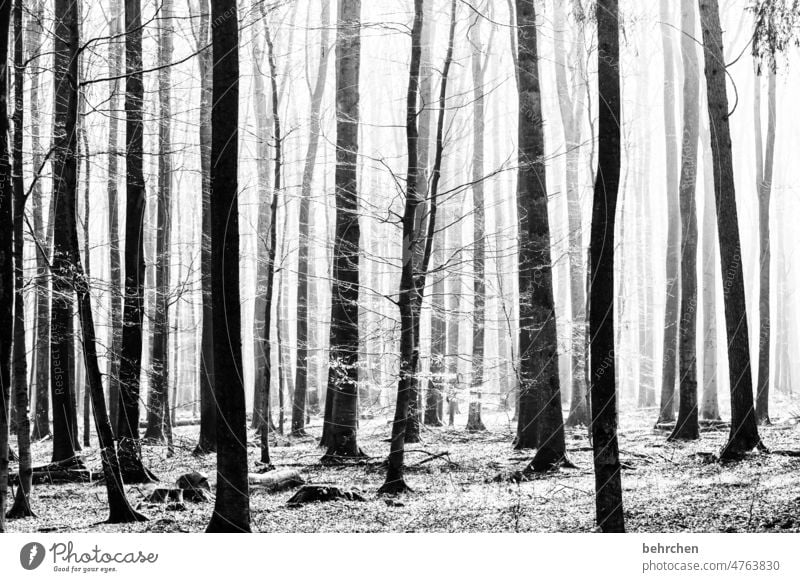 wo schatten ist, ist auch licht verträumt Märchenhaft geheimnisvoll Sonnenlicht fantastisch Kontrast Hoffnung schön Wald Außenaufnahme Sträucher Licht Baum