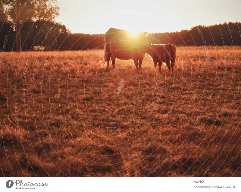 Geborgen Kuh Kalb Weide Wiese Wald Sträucher Gras Wärme Schönes Wetter Klima Sommer Sonne Horizont Wolkenloser Himmel Tier Pflanze Landschaft Umwelt Natur