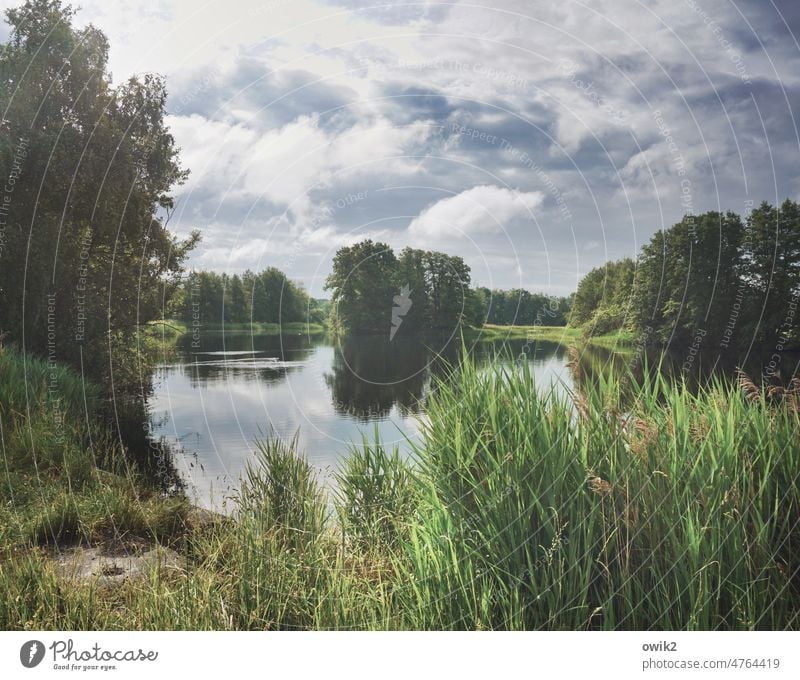 Verweile doch See Idylle friedlich ruhig Wasseroberfläche Sträucher Landschaft Pflanze Himmel Wolken Urelemente Natur Gras Blatt Zweig Laubbaum Horizont Seeufer