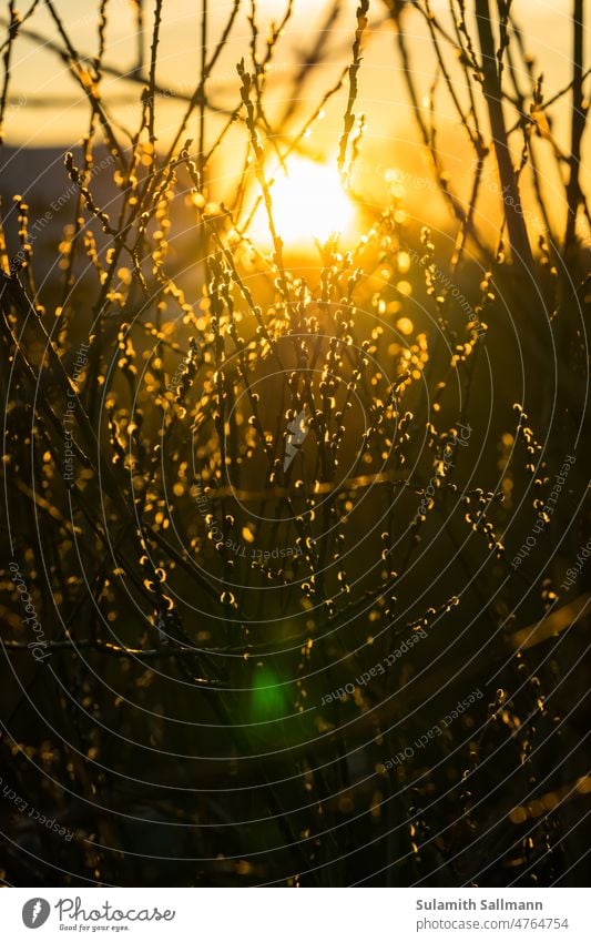 Abendsonne scheint durch Zweige abend abenddämmerung abendlicht ast botanik gegenlicht natur pflanze pflanzenteil sonnenuntergang zweig zweige sanftes licht