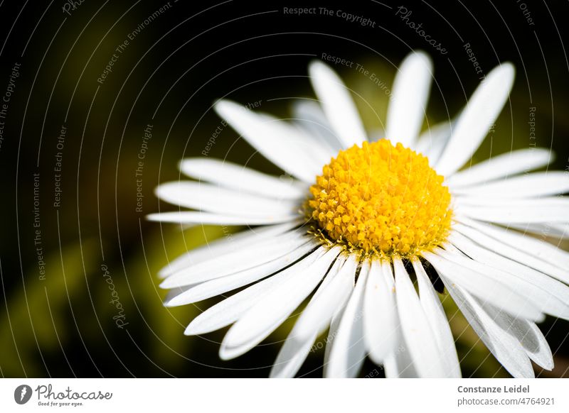 Helle Gänseblümchen auf Wiese Gänseblümchen Funkeln Gras Natur Pflanze Blüte Farbfoto Frühling Sommer Blume grün weiß gelb Rasen Garten Nahaufnahme Unschärfe