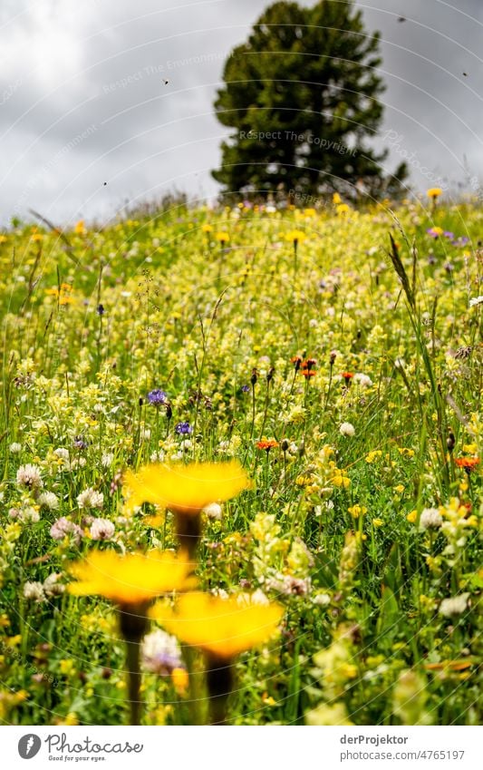 Idylische Blumenwiese in St. Moritz der Schweiz Urlaubsstimmung tourism touristisch Bergdorf Schönes Wetter Wegekreuz Wegesrand historisch Dorfidylle Graubünden