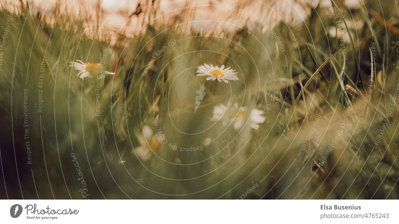 Gänseblümchen im Gras Blumen weiß Natur Frühling Wiese grün Pflanze Blüte Sommer Garten gelb Blühend Blumenwiese Frühlingsgefühle Wachstum Park Umwelt