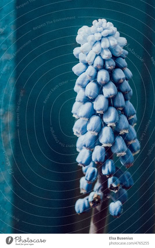 Frühlingsblume Blume natur Blüte Blühend Pflanze Farbfoto Nahaufnahme blühende Frühlingsblume natürlich Garten Wachstum Park Umwelt Blau hellblau Zaunpfahl