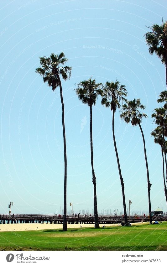 Santa Barbara Beach St. Barbara Amerika Strand Palme Sommer Meer Baum See USA Sonne america Himmel Sand