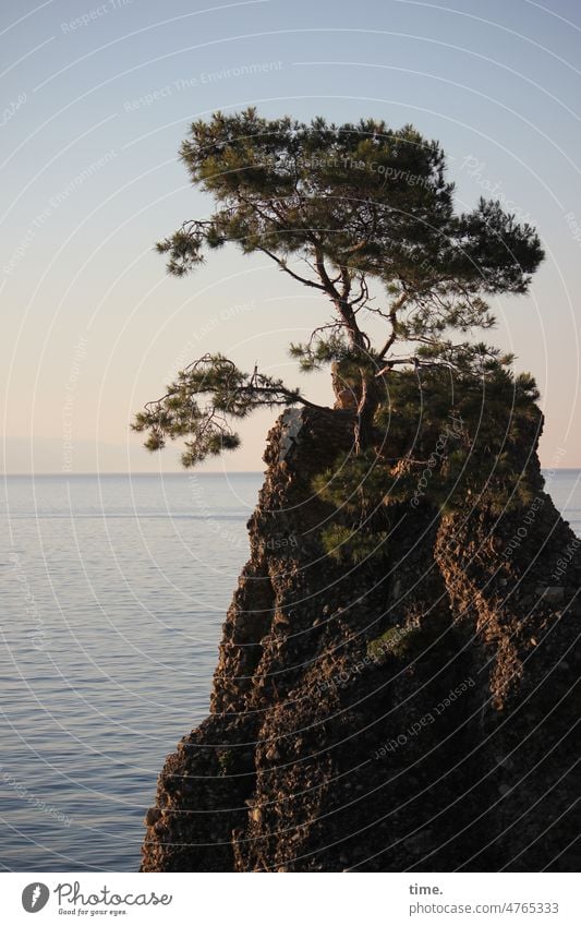 wo die Liebe hinfällt ... baum berg wasser meer morgensonne kiefer einsam allein insel italien horizont reisen