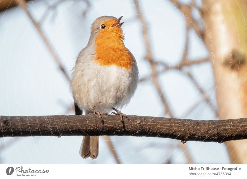 Singendes Rotkehlchen Erithacus rubecula Tiergesicht Kopf Schnabel Auge Feder gefiedert Flügel Krallen singen Gezwitscher Gesang trällern Baum Ast Vogel