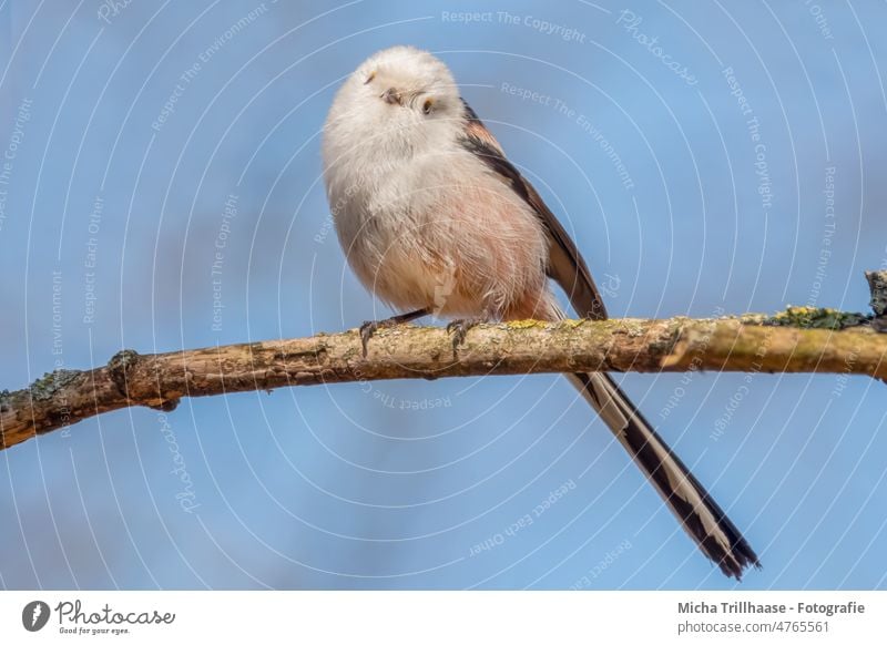 Schwanzmeise schaut interessiert Aegithalos caudatus Meisen Vogel Tiergesicht Flügel Krallen Kopf Feder Auge Schnabel Wildtier Blick Blickkontakt klein niedlich