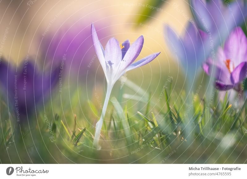 Krokusse auf der Frühlingswiese Blume Blüte Blatt Gras Wiese Stengel Blütenblatt Blühend Frühlingsblume Frühlingsboten Frühblüher Frühlingstag Jahreszeiten