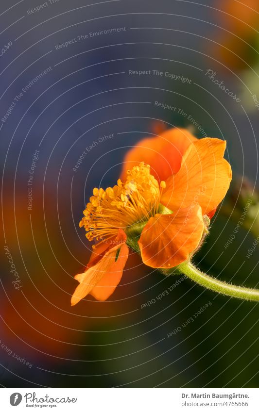 Blüte der Nelkenwurz, Geum coccineum Sibth. & Sm., Rosaceae, Rosengewächse aus den Gebirgen des Balkans und der Türkei Rote Nelkenwurz Blume blühen orangefarbig