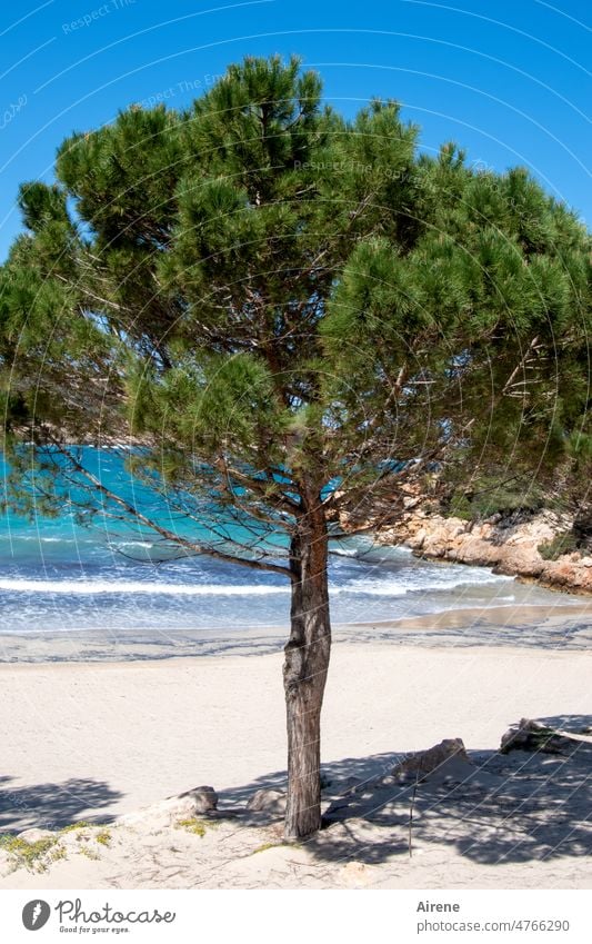 stolzer Strandbewohner Pinie grün Baum Wachstum Baumstamm Schönes Wetter Meer Nadelbaum Landschaft Kraft mediterran Sandstrand Wellen Bucht einsam türkis Brise