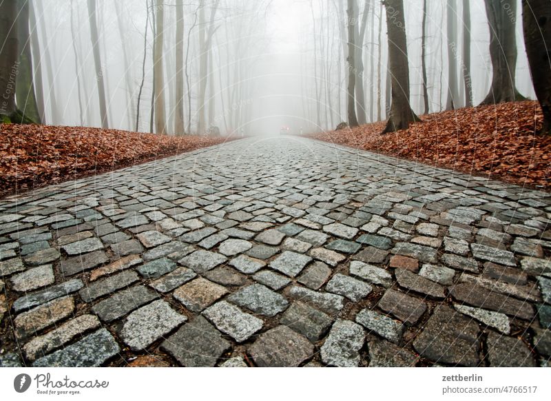 Landstraße im Nebel landstraße weg waldweg buchenwald baum hochwald laubwald kopftsteinpflaster pflasterstraße herbst nebel dunst geheimnis geheimnisvoll angst