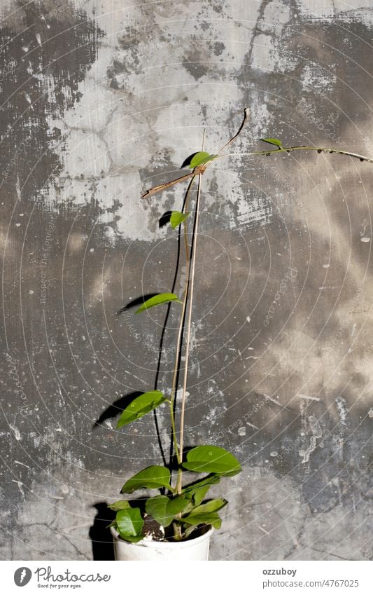 Pflanzen, die in einem weißen Topf wachsen Blatt Zimmerpflanze Natur grün Wachstum im Innenbereich vereinzelt Botanik Flora Dekoration & Verzierung dekorativ