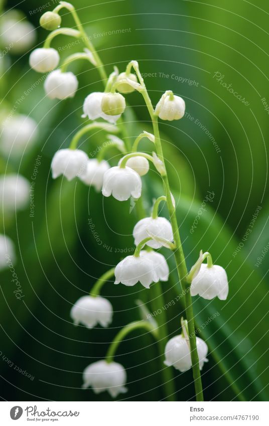 Maiglöckchen (Lilies of the valley) blühen im Frühling, Nahaufnahme Frühlingsblumen wachsend Wald Wildblume Blume grün Natur Pflanze weiß Lilien Blumen Tal