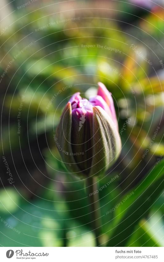 Tulpe mit Regentropfen. Vor der Blütezeit Blumen frühling Blumenstrauß schön Natur Blühend Nahaufnahme Frühling Tulpen Pflanze grün Farbfoto Liebe rot gelb