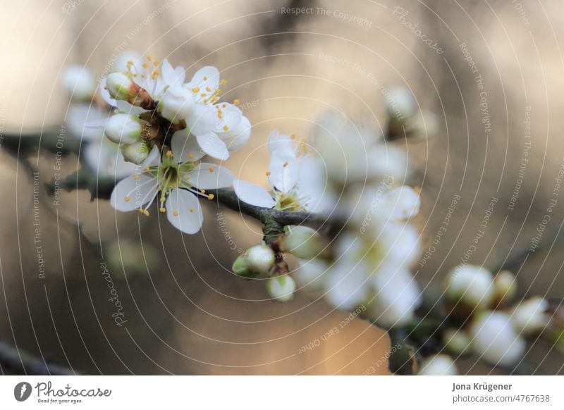 Pflaumenblüte bei Sonnenaufgang Natur Frühling Wald Baum Blüte Morgen Außenaufnahme Landschaft Umwelt weiß