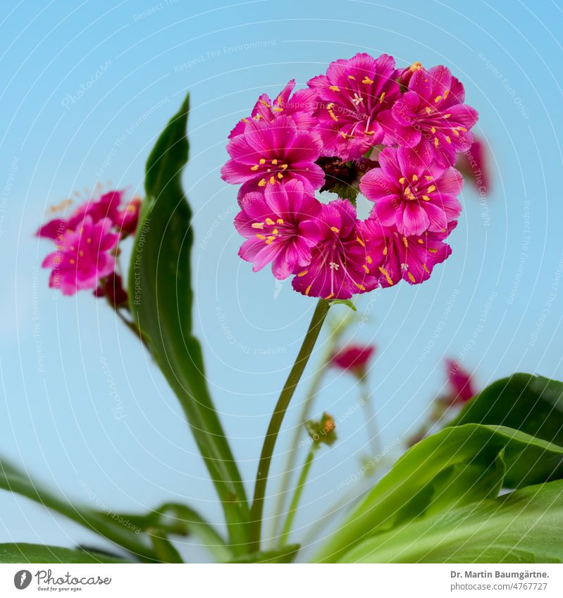 Lewisia cotyledon, Bitterwurz, violettrote Kultursorte, Montiaceae (Quellkrautgewächse), Panoramafoto Sorte Blüte Blüten karmin sukkulent Pflanze Sukkulente