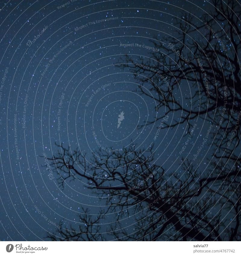 Äste und Zweige ragen in den klaren Sternenhimmel Nacht Zweige u. Äste Himmel Natur Menschenleer Eichenzweige mystisch klare Nacht Umwelt Baum kalt Winter kahl