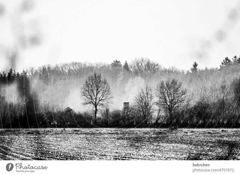 versteckt trüb bedeckt Bäume Wiese Feld Jahreszeiten Wetter stille Menschenleer Landschaft Wolken ruhig Außenaufnahme Acker kalt Umwelt Natur Kälte