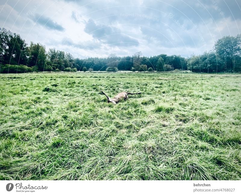 ein ende… melancholisch melancholie Einsam Einsamkeit Landwirtschaft Acker Menschenleer stille Jahreszeiten Außenaufnahme Himmel Landschaft Bäume Feld Wiese