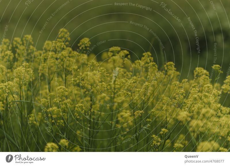 Feld mit gelben Blumen grün Frühling Frühlingsgefühle Wiese Natur Spaziergang Wanderung Blühend Blüte Garten Sommer Pflanze Wiesenblume