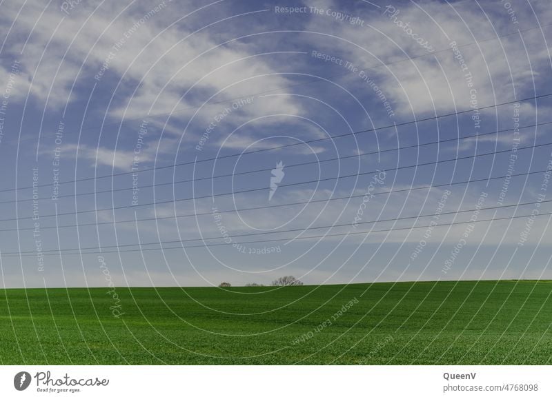 Grünes Feld mit Bäume im Hintergrund und Hochspannungsleitung Kabel grün Getreidefeld Strom Umwelt Energie Stromtransport Himmel Technik & Technologie