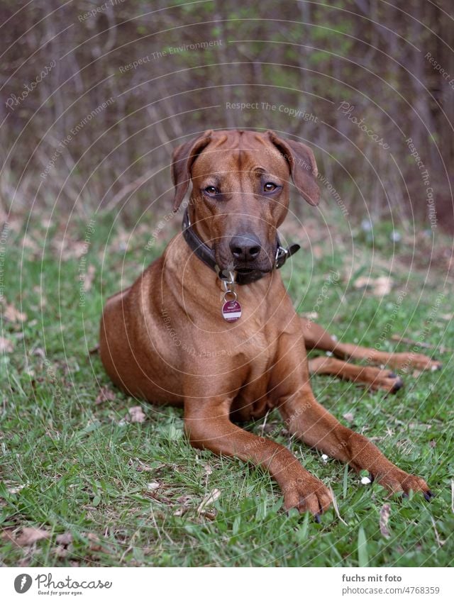 Rhodesien Ridgeback sitzt im Gras und chillt Hund chillout wiese gras Hundeblick Außenaufnahme Tierporträt Farbfoto Schnauze Tag Tiergesicht Blick in die Kamera