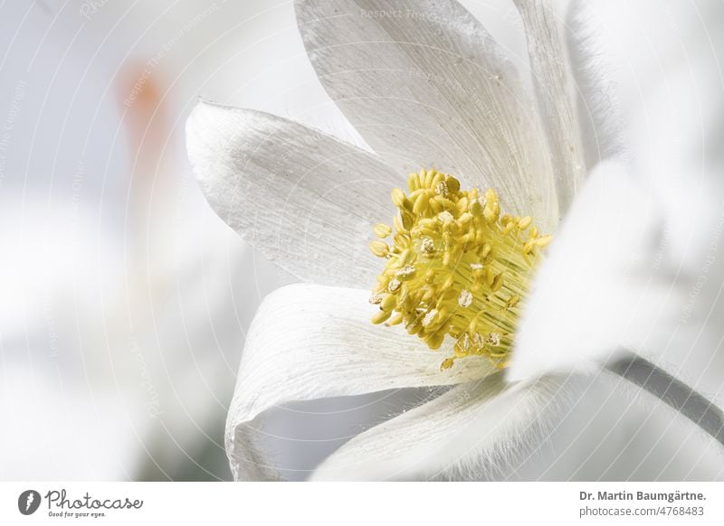 Weiße Form von Pulsatilla vulgaris; der gemeinen Kuh- oder Küchenschelle. High-Key-Fotografie mit bewusst weicher Ausleuchtung bei erhaltenen Motivdetails