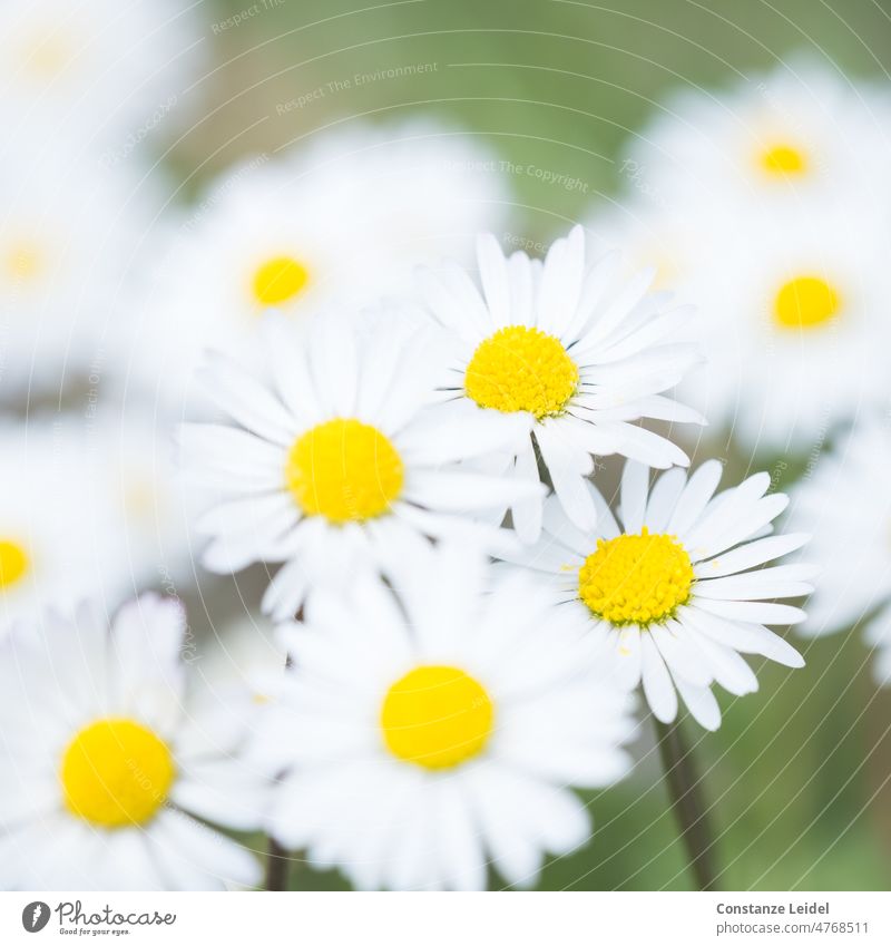 Helle Gänseblümchen auf Wiese Gänseblümchen Funkeln Gras Natur Pflanze Blüte Farbfoto Frühling Sommer Blume grün weiß gelb Rasen Garten Nahaufnahme Unschärfe