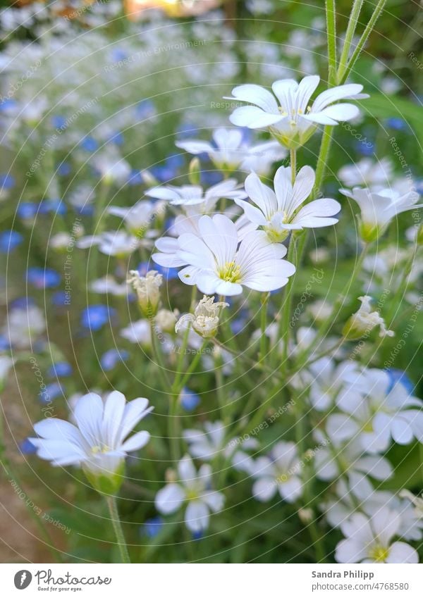 kleine weisse Blumen blühen im Frühjahrsbeet blume Blüte Pflanze grün Natur Frühling Farbfoto Blühend Außenaufnahme Nahaufnahme Garten Schwache Tiefenschärfe