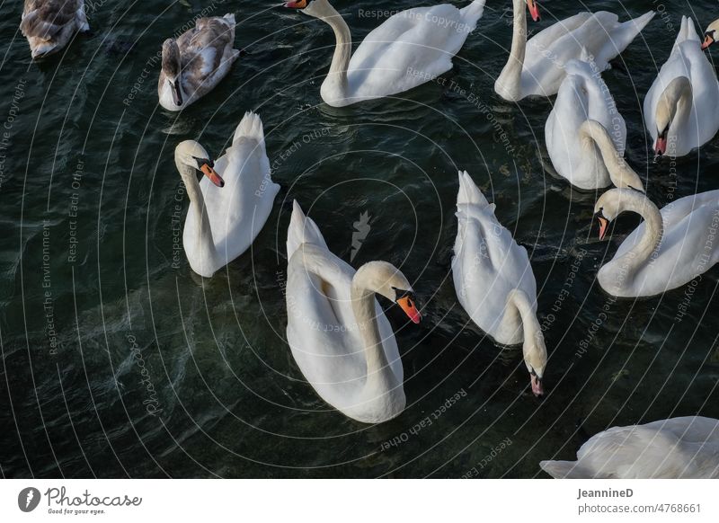 Schwäne im Wasser Tierporträt Tierliebe Glück beobachten niedlich schauen warten grauweiß geduldig Neugier Blick zur Seite Vogel natürlich Tierfamilie Gewässer