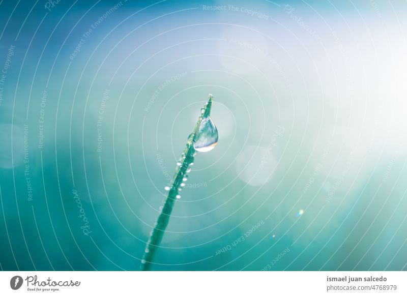 Regentropfen auf einem Grasblatt an regnerischen Tagen im Frühling Pflanze Blatt Blätter blau Tropfen Wasser nass glänzend hell Sonnenlicht Garten geblümt Natur