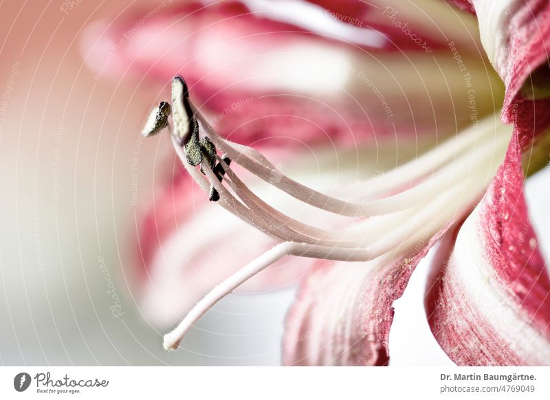 Hippeastrumhybride, Ritterstern, "Amaryllis" Blüte, High-Key-Foto Pflanze Blume Hybride Sorte Blühend Staubblätter High Key Amaryllidaceae Amaryllisgewächse